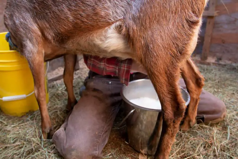 where-to-sell-goat-milk-in-kenya-kenyalogue