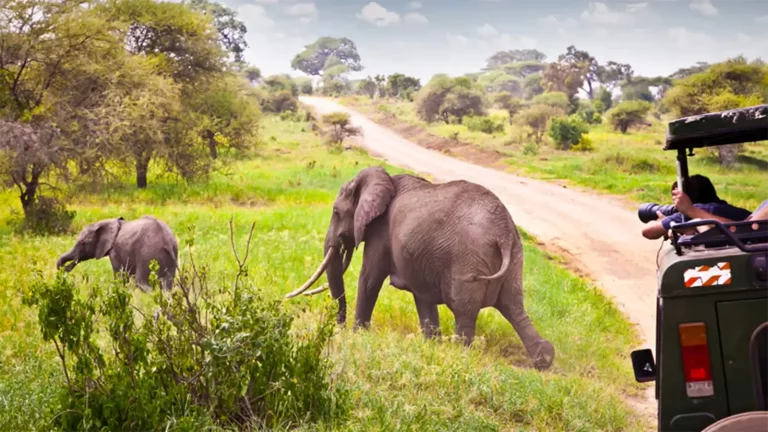 Weather in Kenya in January +Travel Tips (by a Local)